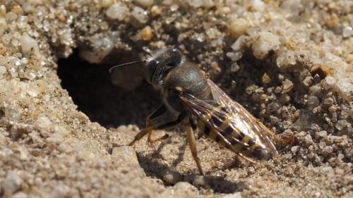 Réf. 187 409 : Bembix oculata
